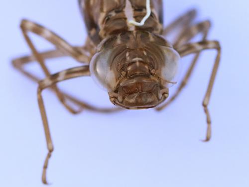 Anax sp.