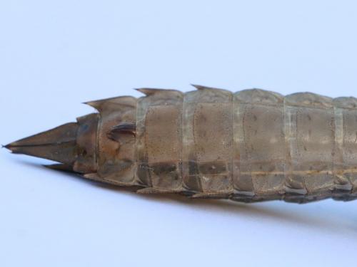 Anax sp.