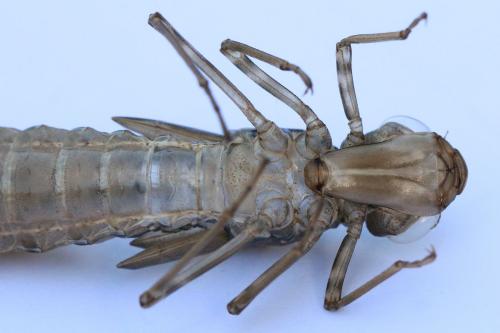 Anax sp.