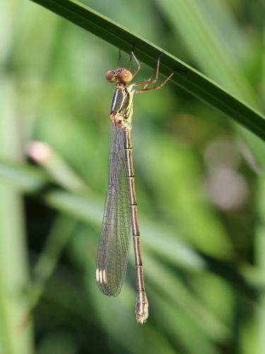 Chalcolestes viridis