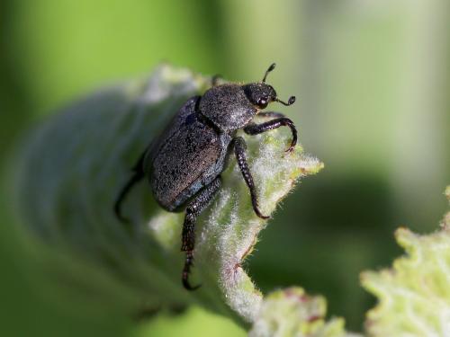 Hoplia sp.