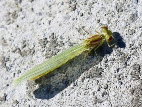 Réf. 184 626 : Coenagrion sp.