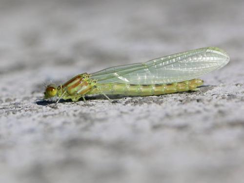 Coenagrion sp.