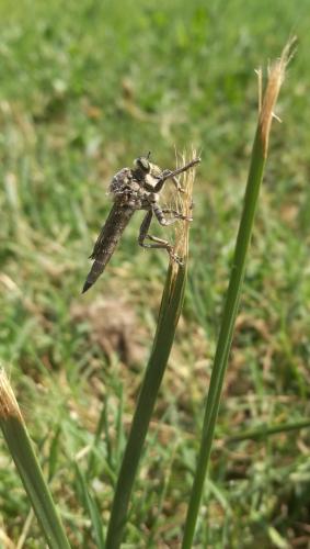 Machimus sp.