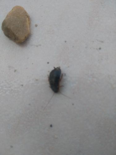 Loboptera sp.