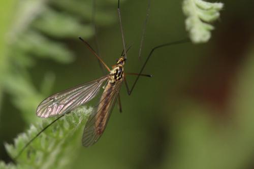 Nephrotoma sp.
