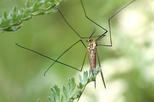 Nephrotoma sp.