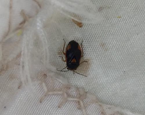 Réf. 184 058 : Strongylocoris erythroleptus