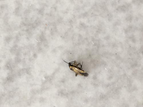 Plagiognathus arbustorum