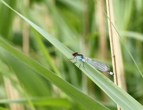 Erythromma najas