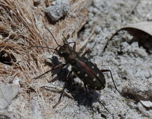 Réf. 184 473 : Calomera littoralis quadripunctata