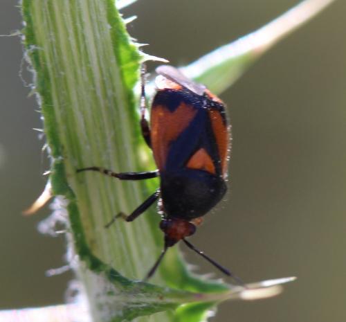 Deraeocoris schach