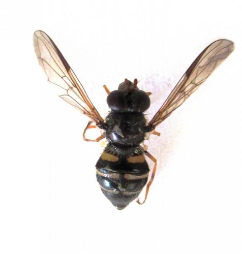 Dasysyrphus venustus