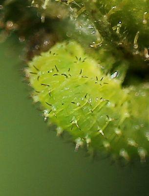 Monardis plana