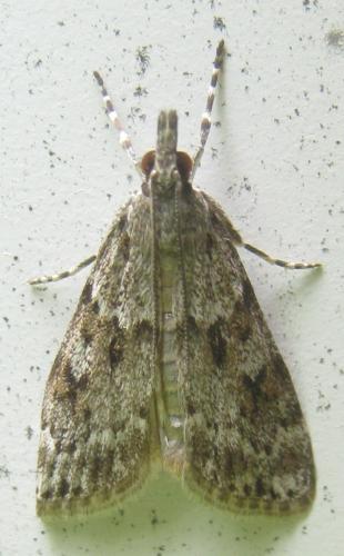 Réf. 184 054 : Scoparia ambigualis
