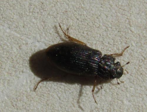 Helophorus sp.