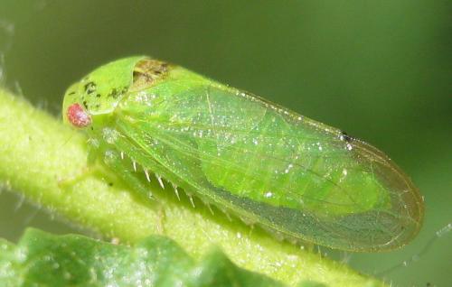 Iassus scutellaris