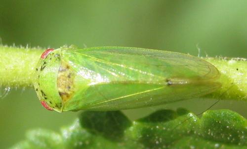 Iassus scutellaris
