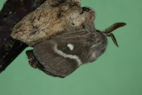 Réf. 184 629 : Psilogaster loti