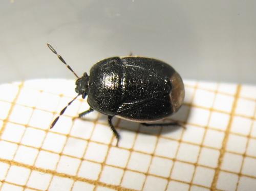 Réf. 184 228 : Legnotus limbosus