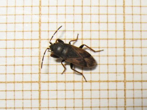 Megalonotus sp.