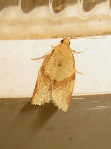 Clepsis consimilana