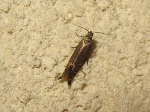 Réf. 184 367 : Glyphipterix thrasonella