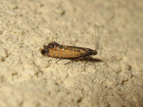 Réf. 184 368 : Glyphipterix thrasonella