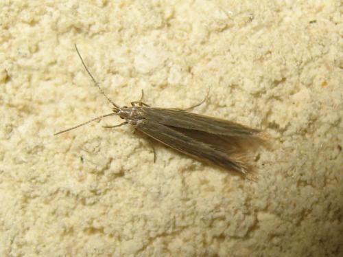 Coleophora sp.