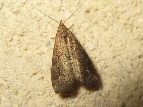 Schrankia costaestrigalis
