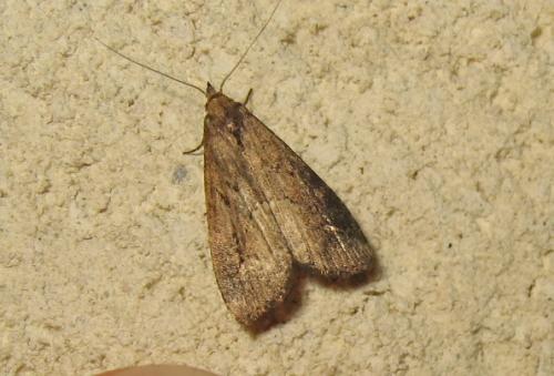 Schrankia costaestrigalis