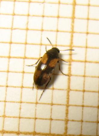 Anaspis sp.