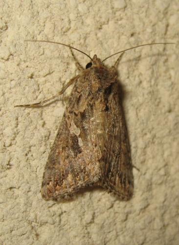 Trichoplusia ni