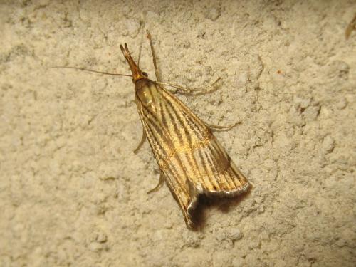 Réf. 184 699 : Chrysocrambus linetella