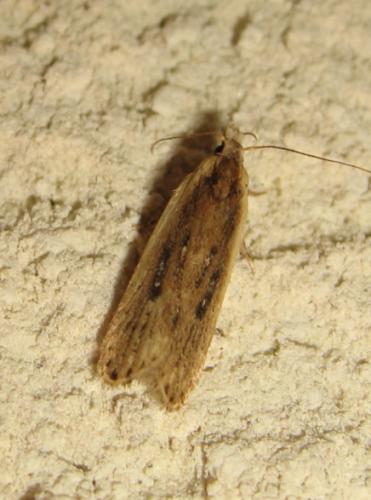 Nothris congressariella