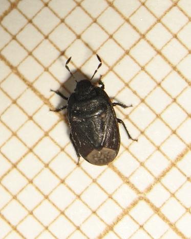 Ochetostethus sp.