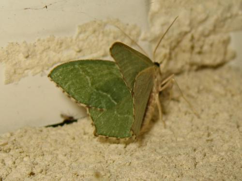 Réf. 184 889 : Hemithea aestivaria