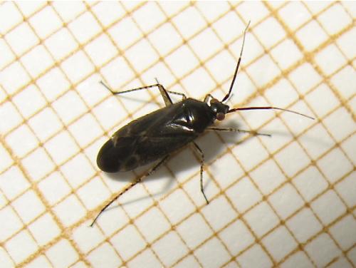 Réf. 184 956 : Plagiognathus arbustorum