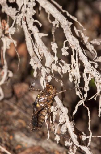 Macromia splendens