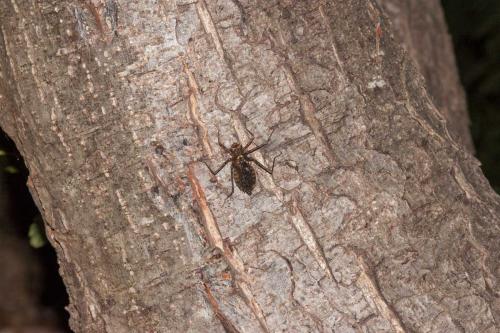 Macromia splendens