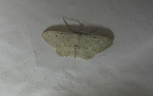 Idaea minuscularia