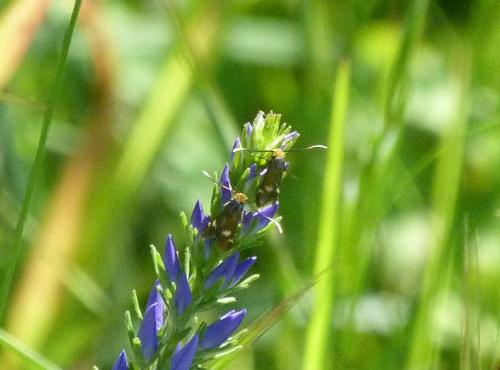 Cauchas leucocerella
