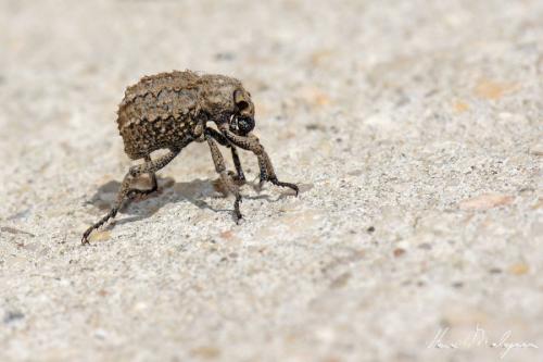 Brachycerus sp.