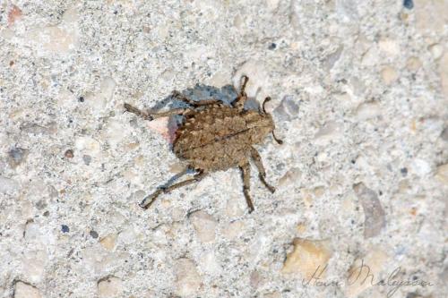 Brachycerus sp.