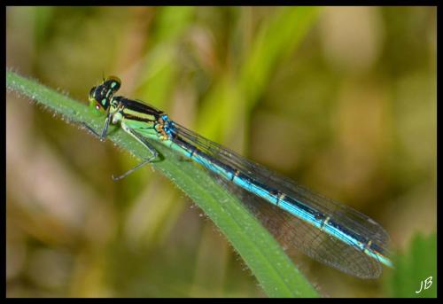 Erythromma lindenii