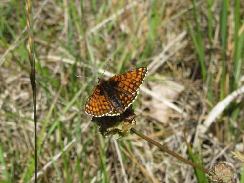 Réf. 184 380 : Melitaea sp.