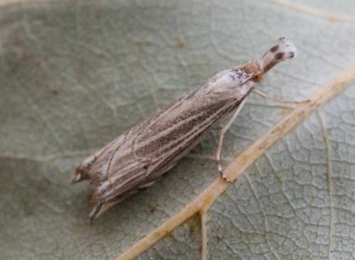 Réf. 184 741 : Metacrambus carectellus