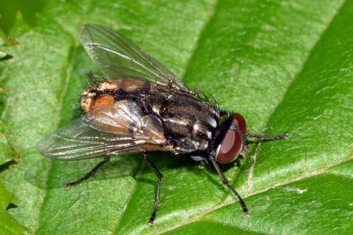 Réf. 184 562 : Musca autumnalis