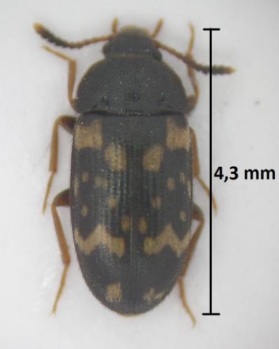 Réf. 184 012 : Mycetophagus atomarius