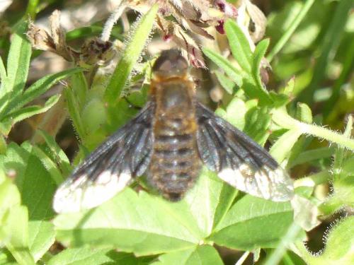Hemipenthes morio